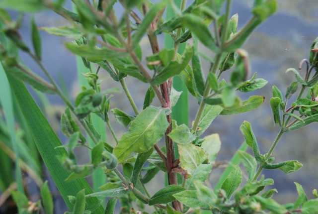 Epilobium hirsutum